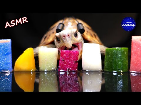 ASMR Mukbang Eating Food 🐢 Turtle Tortoise 171