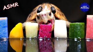 ASMR Mukbang Eating Food 🐢 Turtle Tortoise 171