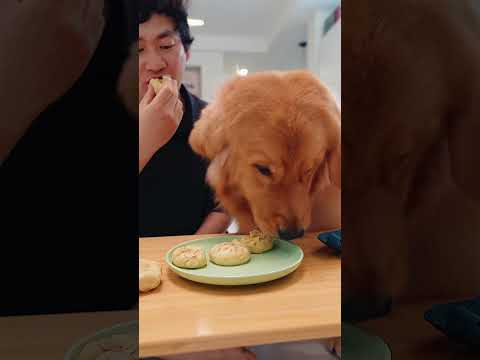Sleeping dog: Dinner is ready!睡觉中的狗：开饭啦！  #dog #pets #puppy  #goldenretriever