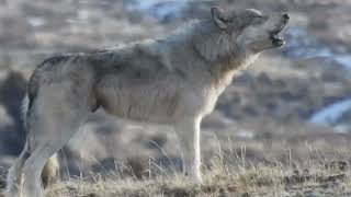 🐺 Large Wolf Howling in Yellowstone National Park!