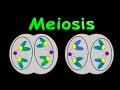 Meiosis Concepts and Processes