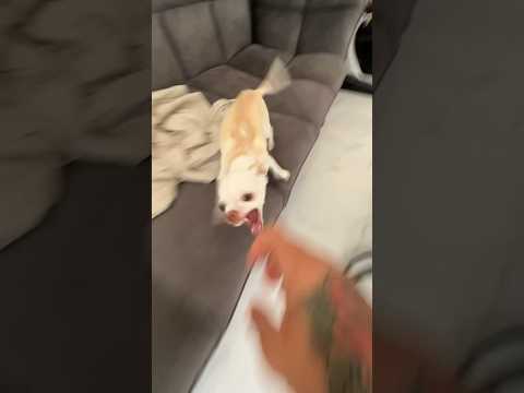 My chihuahua thinks she is a Piranha🤣🤣🤣