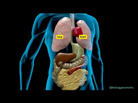 Learn Human Body Internal Organs Animation|| No music #education