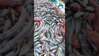 SATISFYING NET FISHING VIDEO! 😌🐟 #NetFishing #SeaFishingVideo #kadaltv