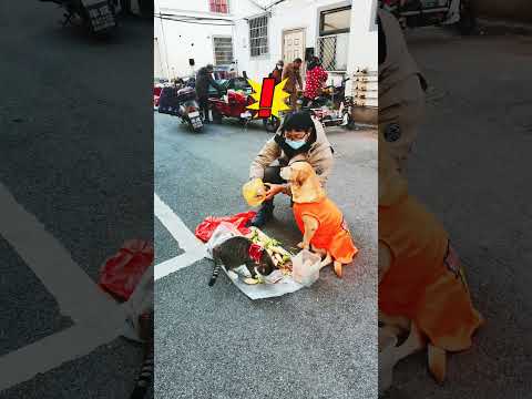 Dog sells vegetables to cats as a bastard, driving up vegetable prices狗給貓賣菜當托，哄抬菜價
