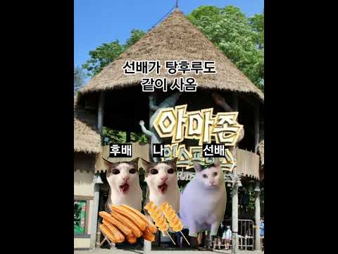 대학교 고양이들이랑 에버랜드 가기