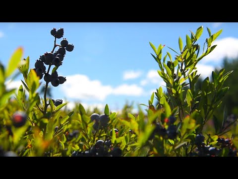 YouTube video thumbnail: Maine's Wild Blueberries