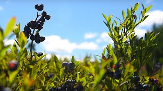 YouTube video thumbnail: Maine's Wild Blueberries