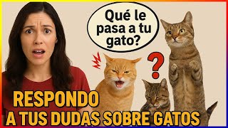 ¿Tu gato se comporta raro? Aquí te explico por qué 😺