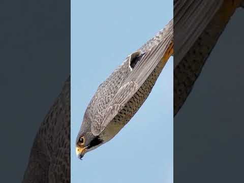 💥¿Cómo caza el Halcón Peregrino ?