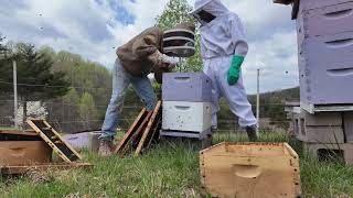 More Room For Our Bees! (Plus Big Sassafras Find & Evening Ride on the Homestead)