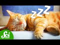 Animal Dreams and Babbel Language Learning