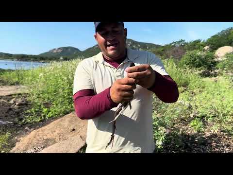 JOÃO PESCA TUPUNARÉ COM CAMARÃO COMO ISCA