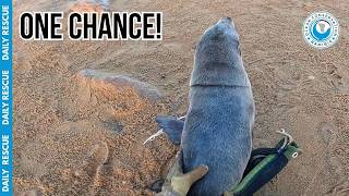 Skittish Seal Almost Escaped Back Into the Ocean!