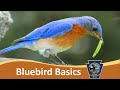 Eastern Bluebird Behavior and Nesting