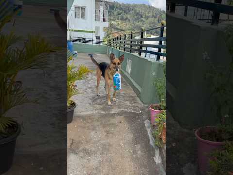 Cute dog carrying the bread #shorts #rendezvous #my god stop war in the world 🙏🏽