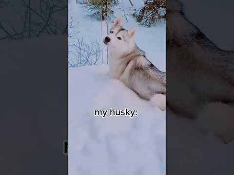 Husky REFUSES to Come Inside! (and EATS snow to prove she's not cold!)