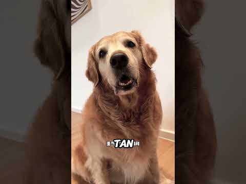 ¡El silencio de Rockey abrió los ojos de mamá!❤️😍#shorts