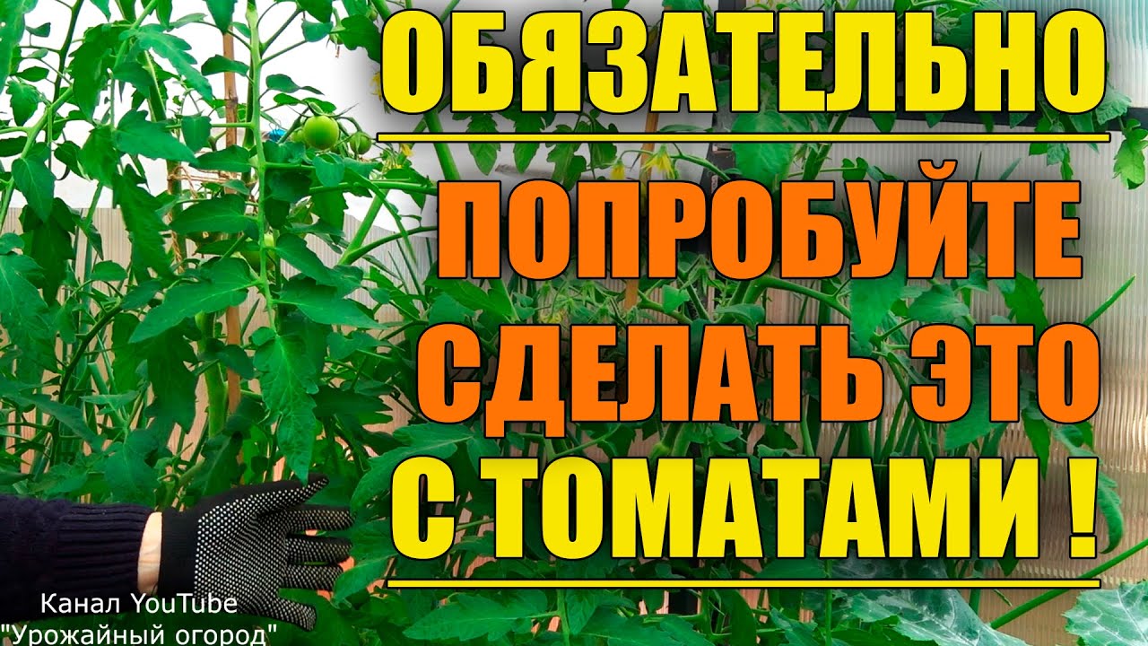 Не бойтесь сделать это с томатами во время роста!