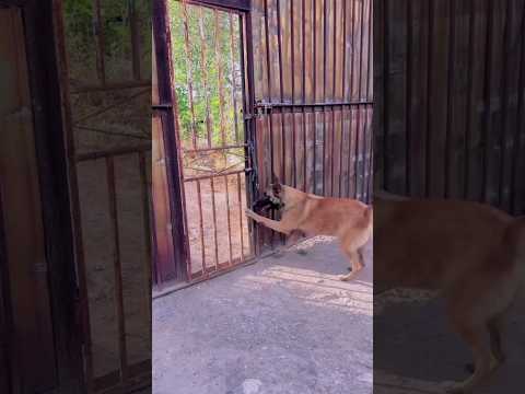 very best dog #shorts #bestshorts #dog #dogshorts #greatdog #nicedogshorts