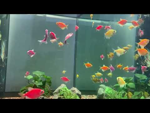 🐟 Tuan's Fish Corner - The Journey to Turn a Smal - Old Music Scrolls