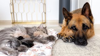 German Shepherd Protecting Mom Cat with Newborn Kittens [Cuteness Overload]