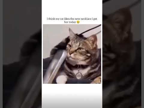 Cool 😎 #animals #cat #cats #cute #funny #memes #pet #petlovers #reel #catlife
