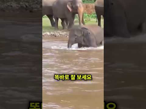 코끼리는 물에 빠진 사람들을 구해줬어요 👍