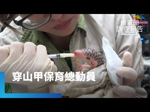 從煉獄到復育模範　台灣成穿山甲保育基地｜淺山動物大冒險｜鏡新聞調查報告 #鏡新聞 - YouTube(11分59秒)