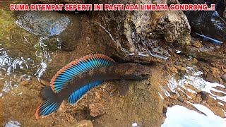 BUKTI NYATA..!! Ternyata Disungai Seperti Ini Gudangnya Channa Limbata Gondrong