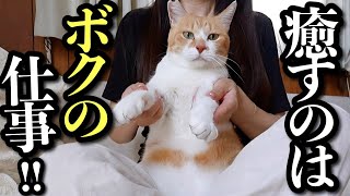 【夏休み】猫と○○に癒される日々【留学番外編】