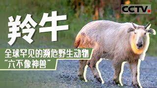 秦岭森林里的金毛巨兽 全球罕见的濒危野生动物 被称为“六不像神兽”的羚牛长这样！【CCTV纪录】