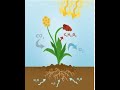 Cellular Respiration and Photosynthesis Concepts