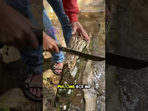 Cây dương xỉ khổng lồ lộ hoa văn như tranh batik 😮🌿