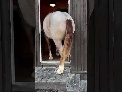 How did the horse get into the house ??? #drafthorses #horse #draftcross #viralvideo