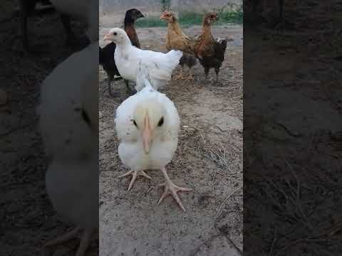 hens babay enjoying natural/wildlife