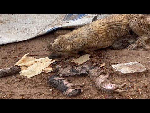 Under the Hazy Rain, a Mother Dog Uses a Piece of Cloth to Shield Her Puppies.