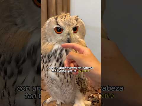 #animals #cute