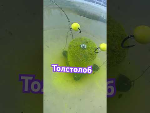 Рыболовная снасть на толстолоба со дна