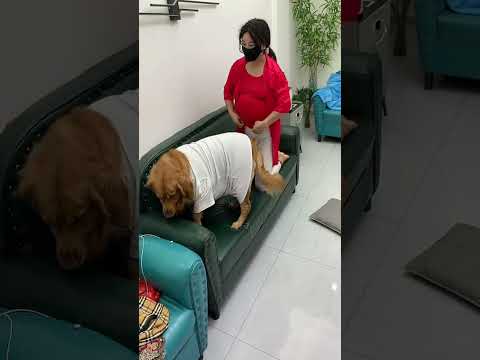 有你陪伴,我真的很幸福很快乐#狗狗的迷惑行为 #搞笑#美女#夫妻 #funny #pets