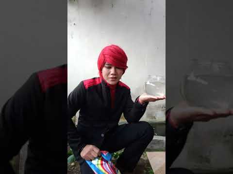Penangkapan SILUMAN IKAN - #Shorts