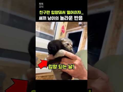친구 냥이만 입양되자.. 놀라운 반응