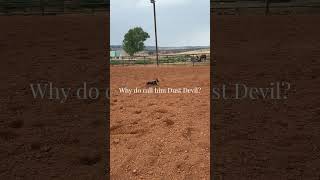 Why do you call him Dust Devil?