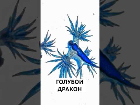 Красивый, но Смертельно Опасный: Голубой Дракон