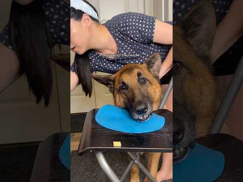 How I give my dog injection without restraint #dog #shorts