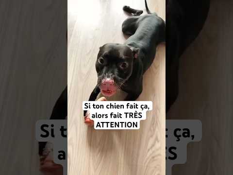 L’un des problèmes les plus GRAVES chez le chien