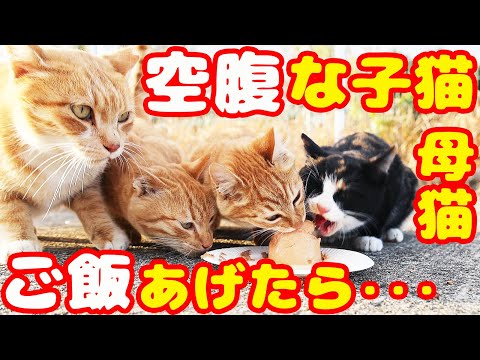 空腹な子猫と母猫にご飯あげたら・・・ さくらねこと子猫と野良猫への給餌