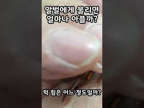 말벌에게 물리면 얼마나 아플까? Asian Giant Hornet, オオスズメバチ #shorts