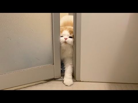 飼い主とずっと一緒にいたいもふ猫が健気で可愛すぎる