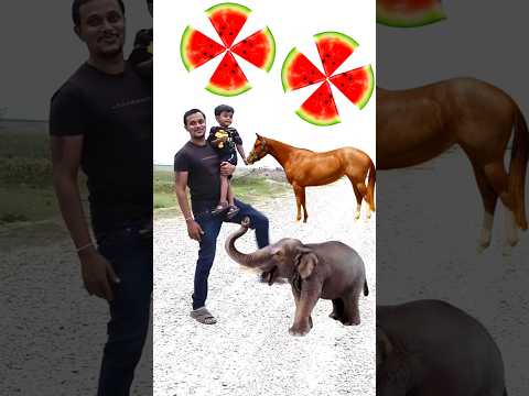 Rounding cut watermelon to Tiger, Lion, Horse & Elephant - Animals names magic video